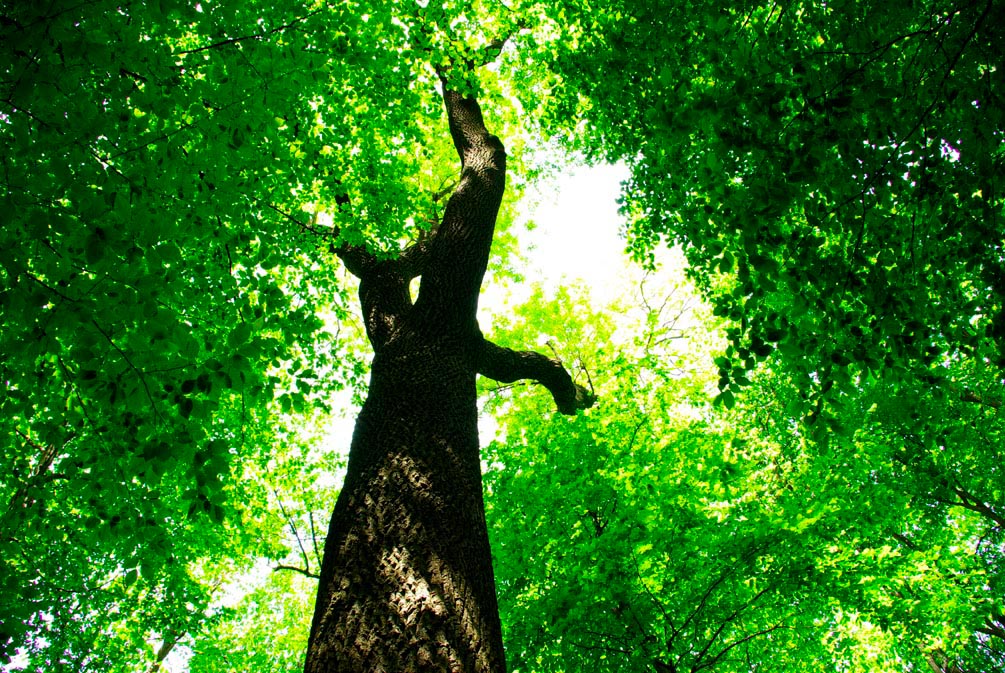 Фотообои Большое,зеленое дерево