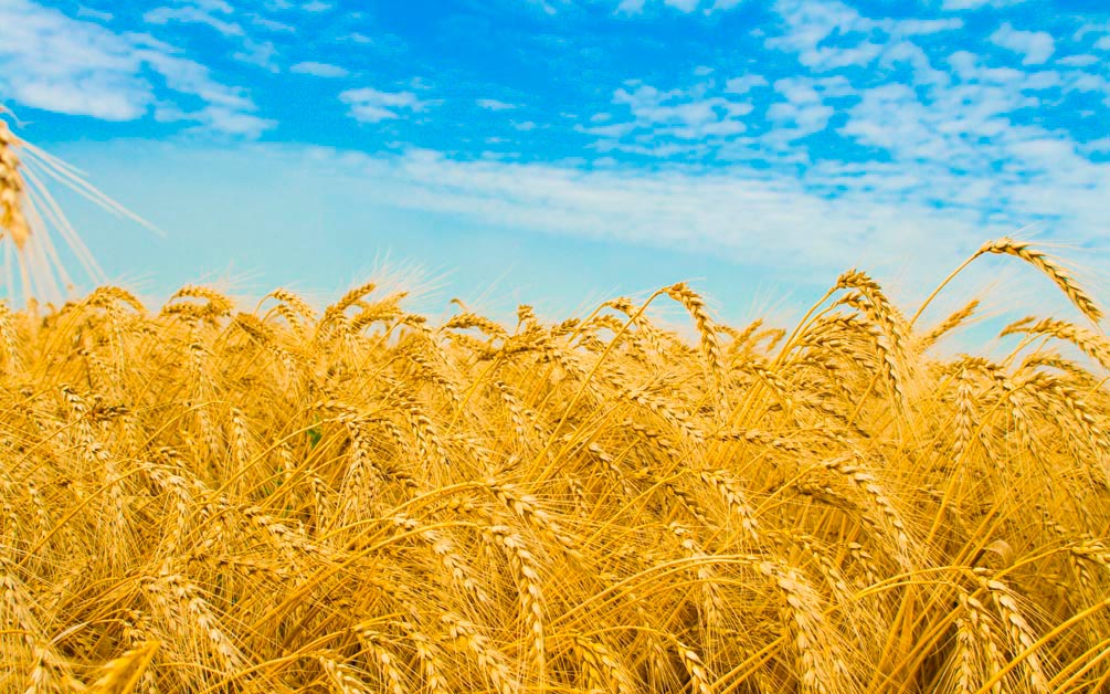 Фотообои Пшеница