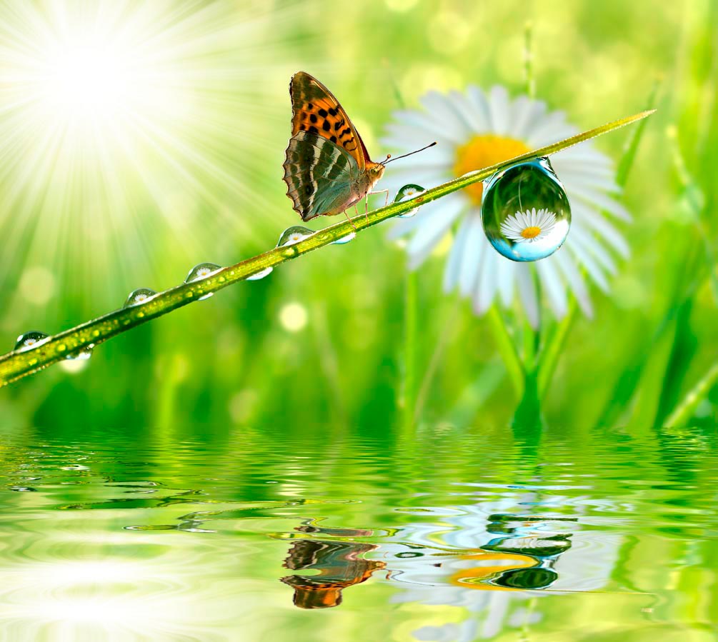 Фотообои Бабочка над водой