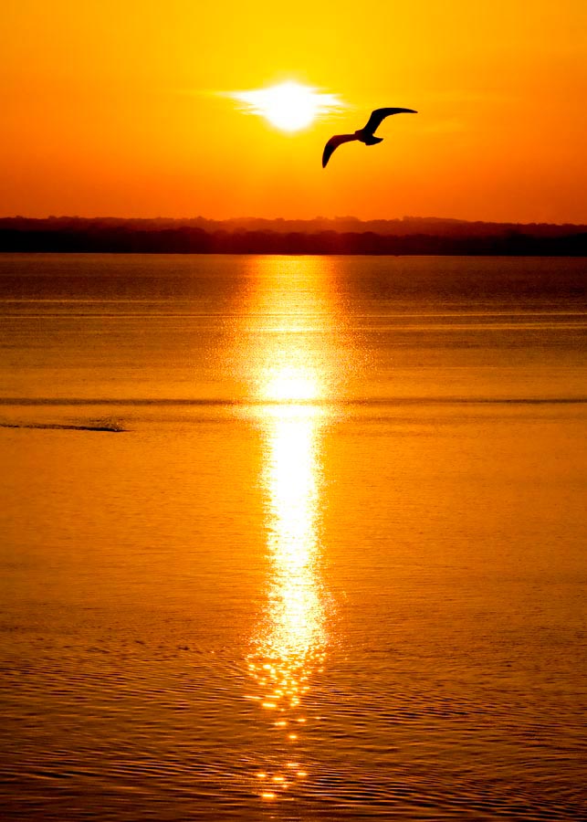 Фотообои Море, птица, восход