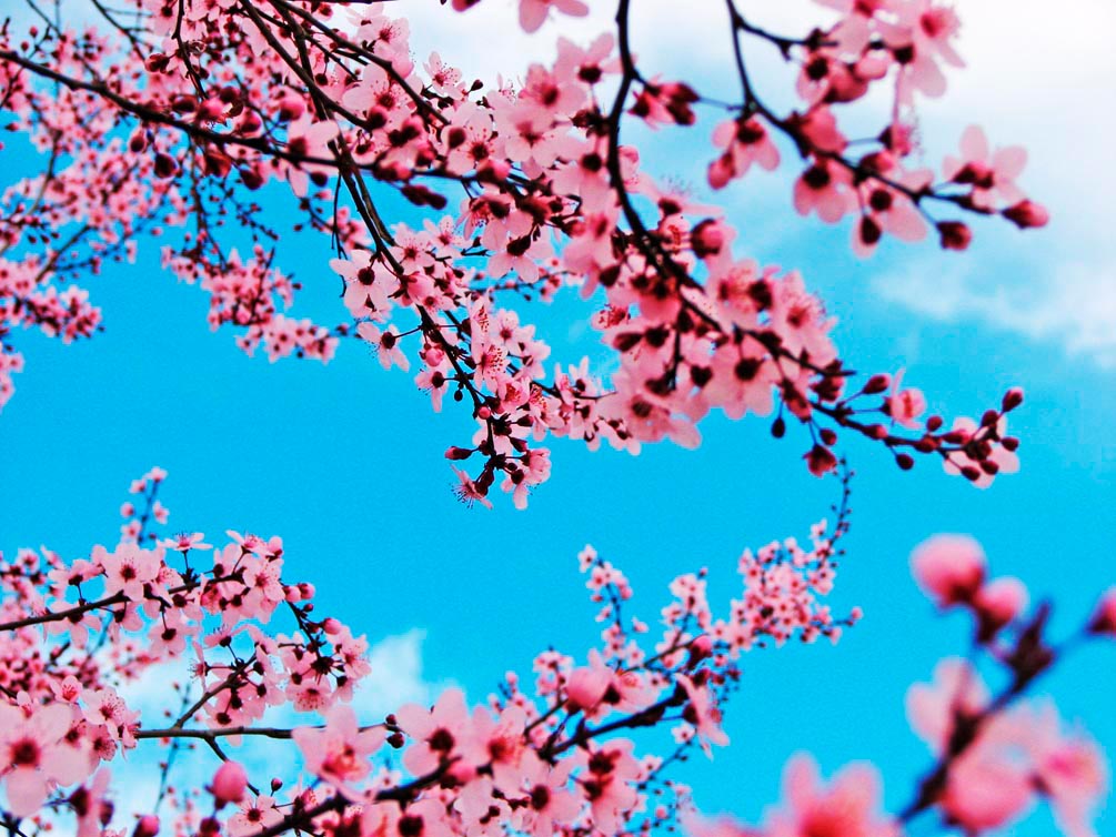 Фотообои Цветущая весной вишня
