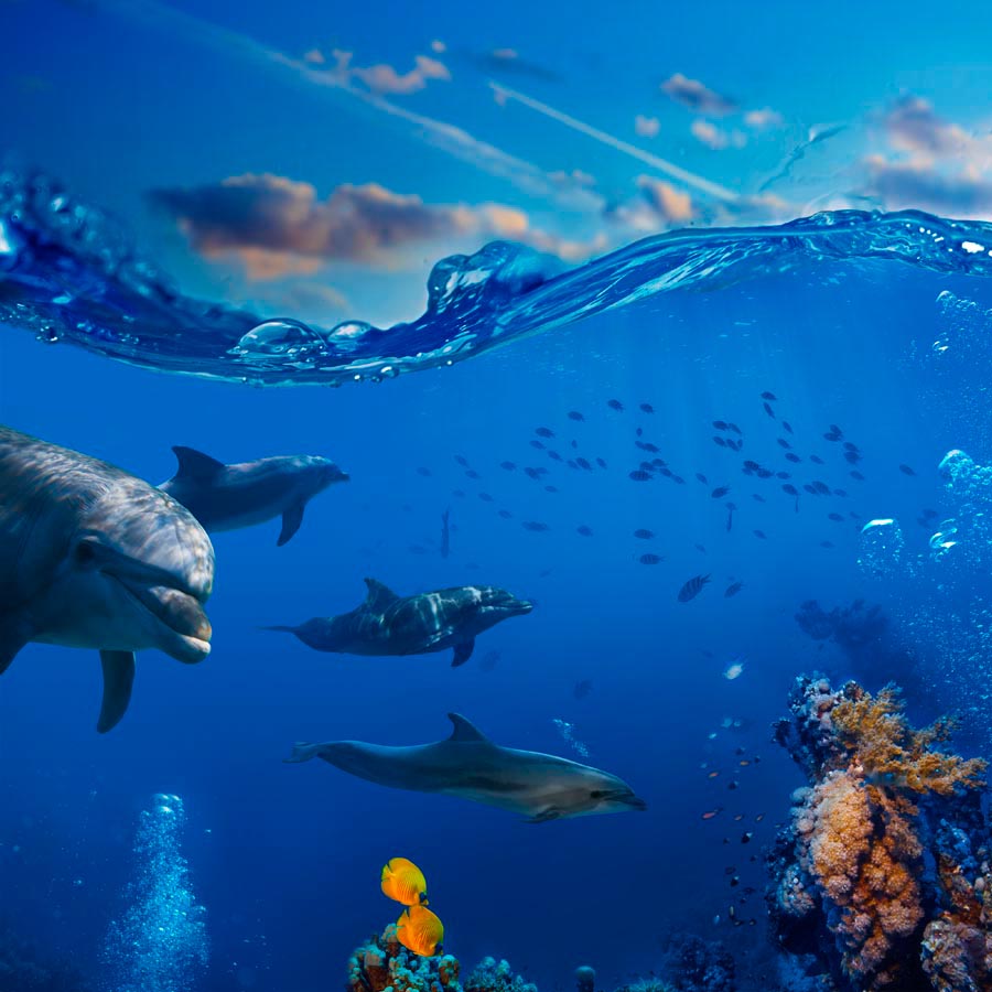 Фотообои Дельфины в море