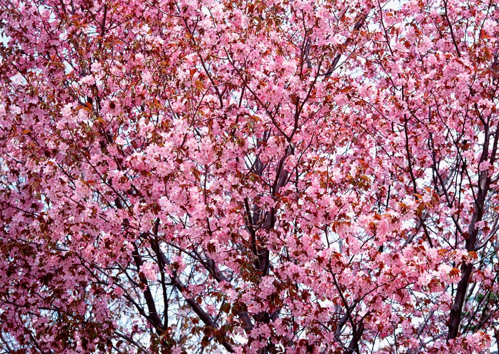 Фотообои Сакура в цвету