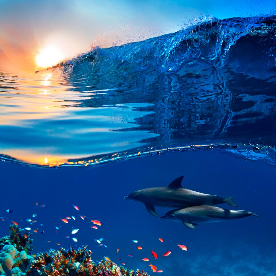 Фотообои Дельфины и море
