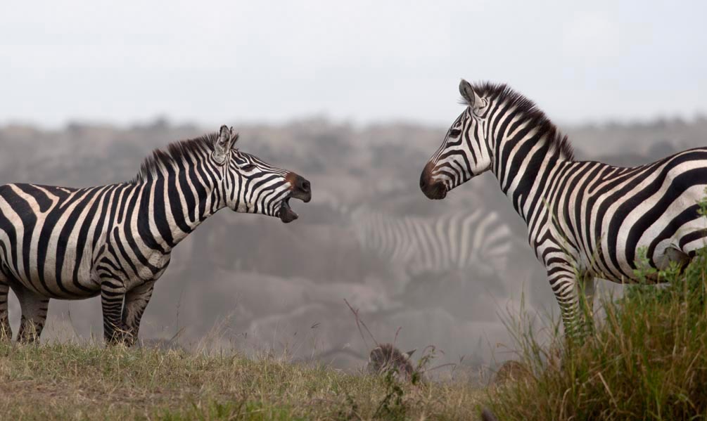 Фотообои Общение зебр