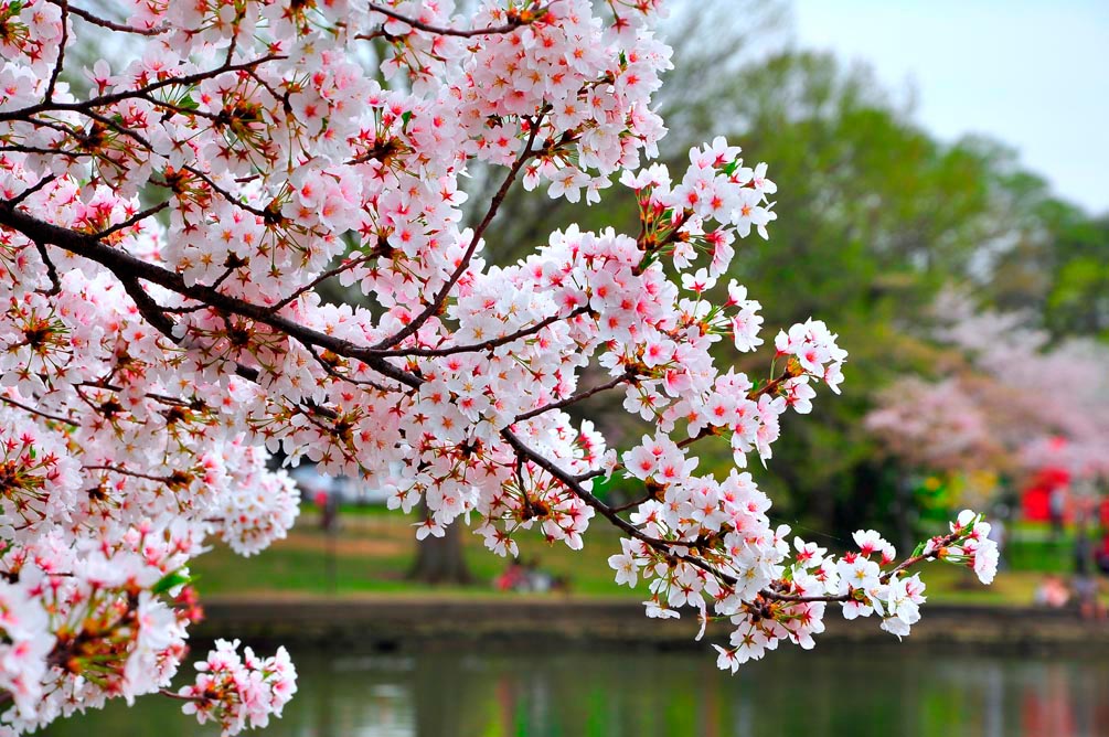 Фотообои Цветущий вишневый сад