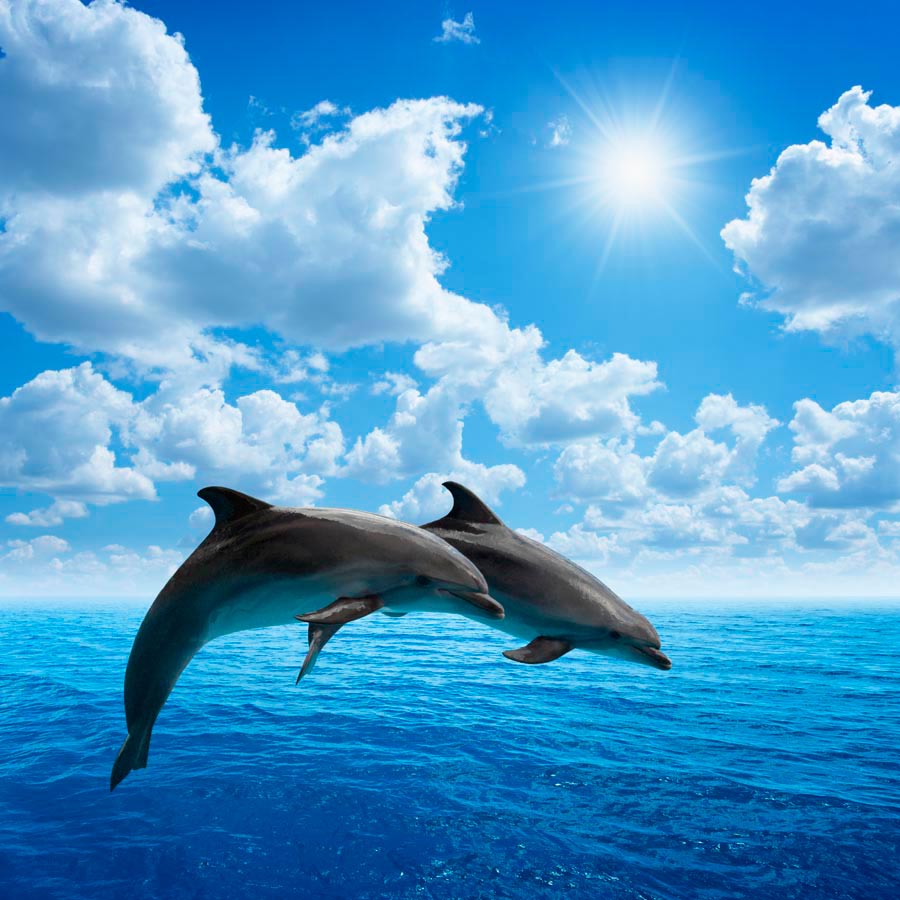 Фотообои Прыжки дельфинов