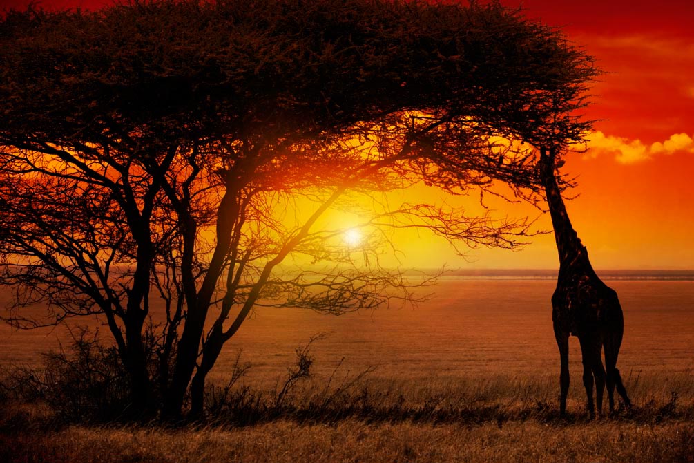 Фотообои Жираф в закате
