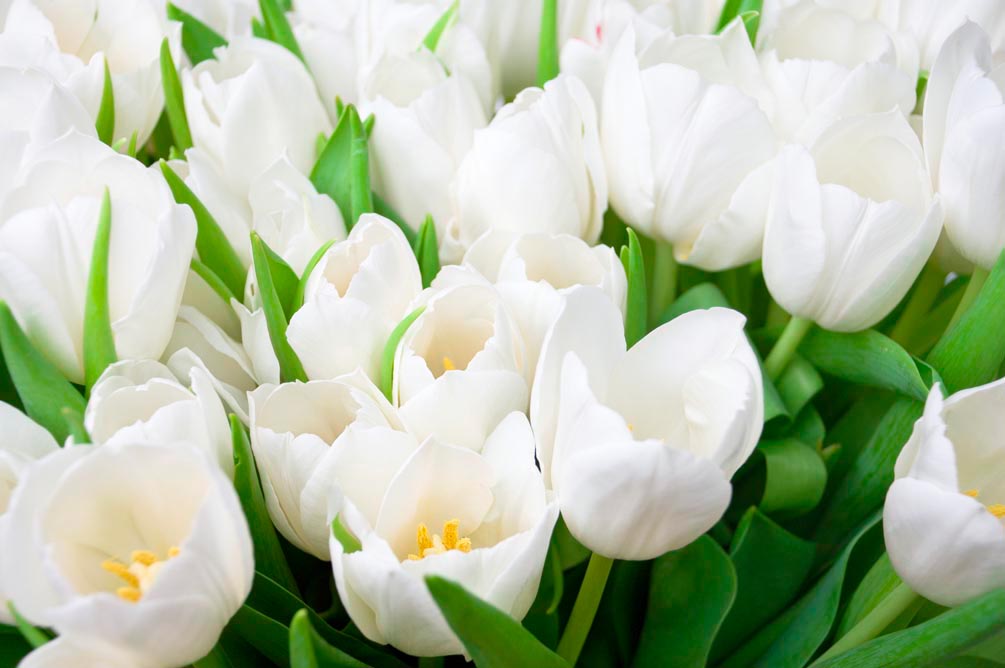 Фотообои Тюльпаны белоснежные
