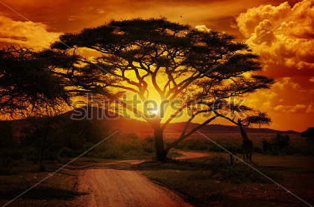 Фотообои Африка