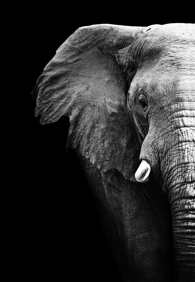 Фотообои Слон в темноте