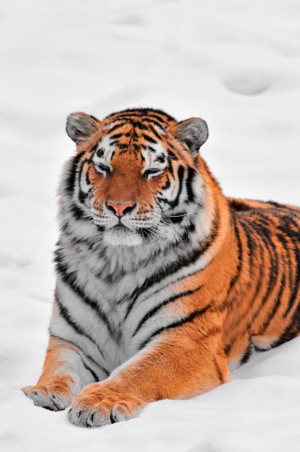 Фотообои Тигр в снегу
