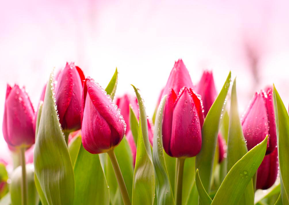 Фотообои Розово-малиновые тюльпаны