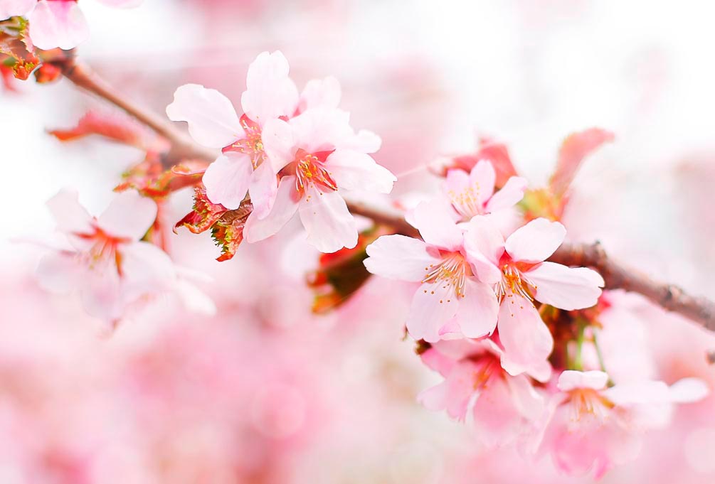 Фотообои Цветущая розовая вишня