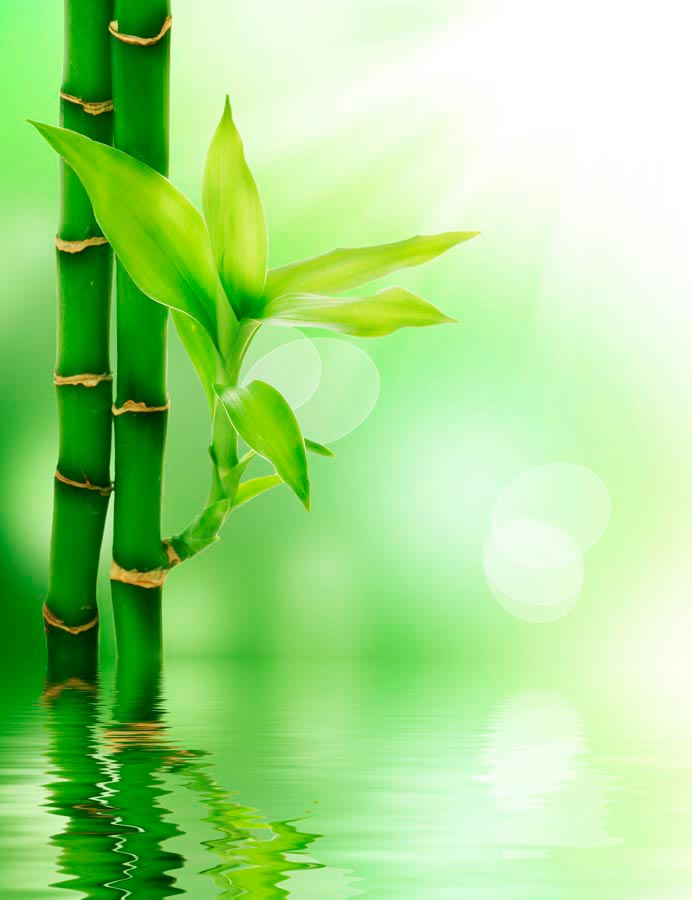 Фотообои Китайский бамбук