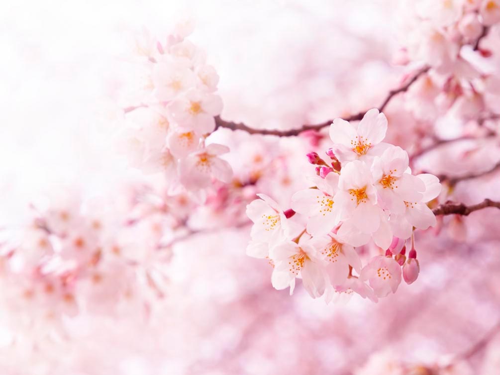Фотообои Весной цветущая вишня
