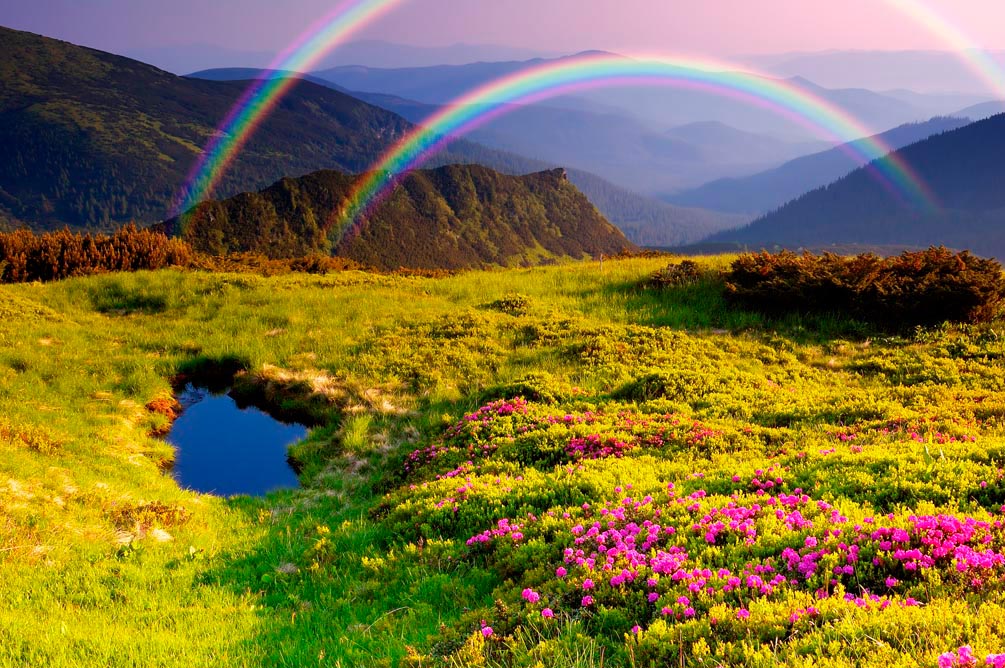 Фотообои Цветное поле, радуга