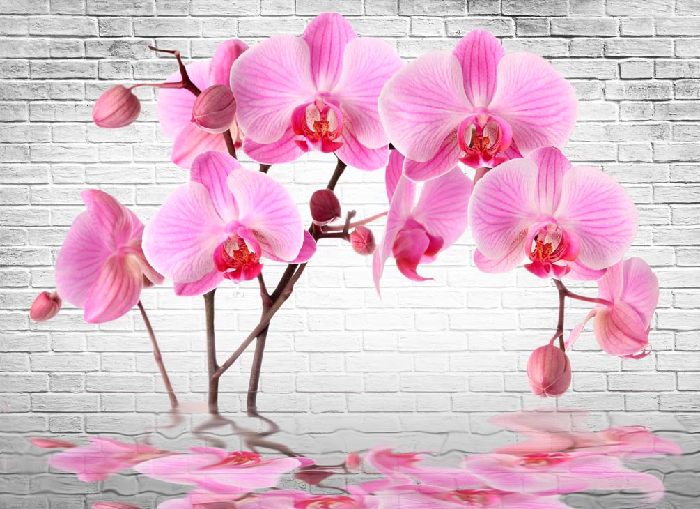 Фотообои в кухню Орхидеи