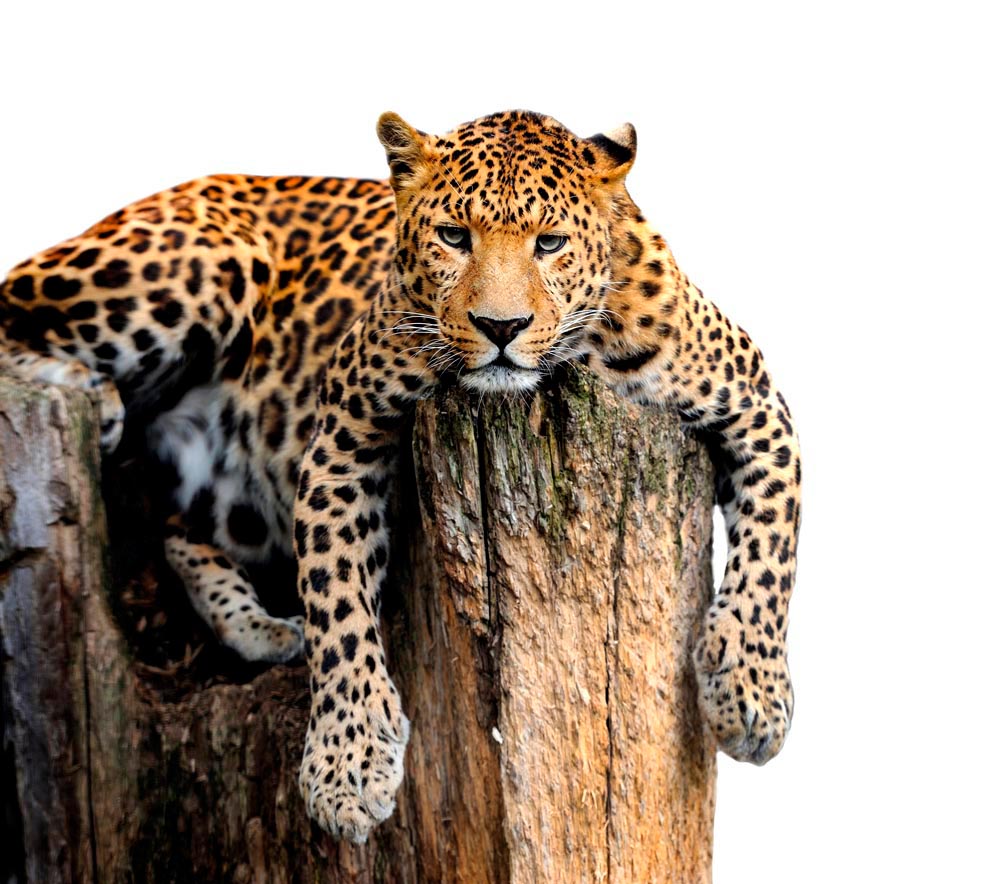 Фотообои Леопард