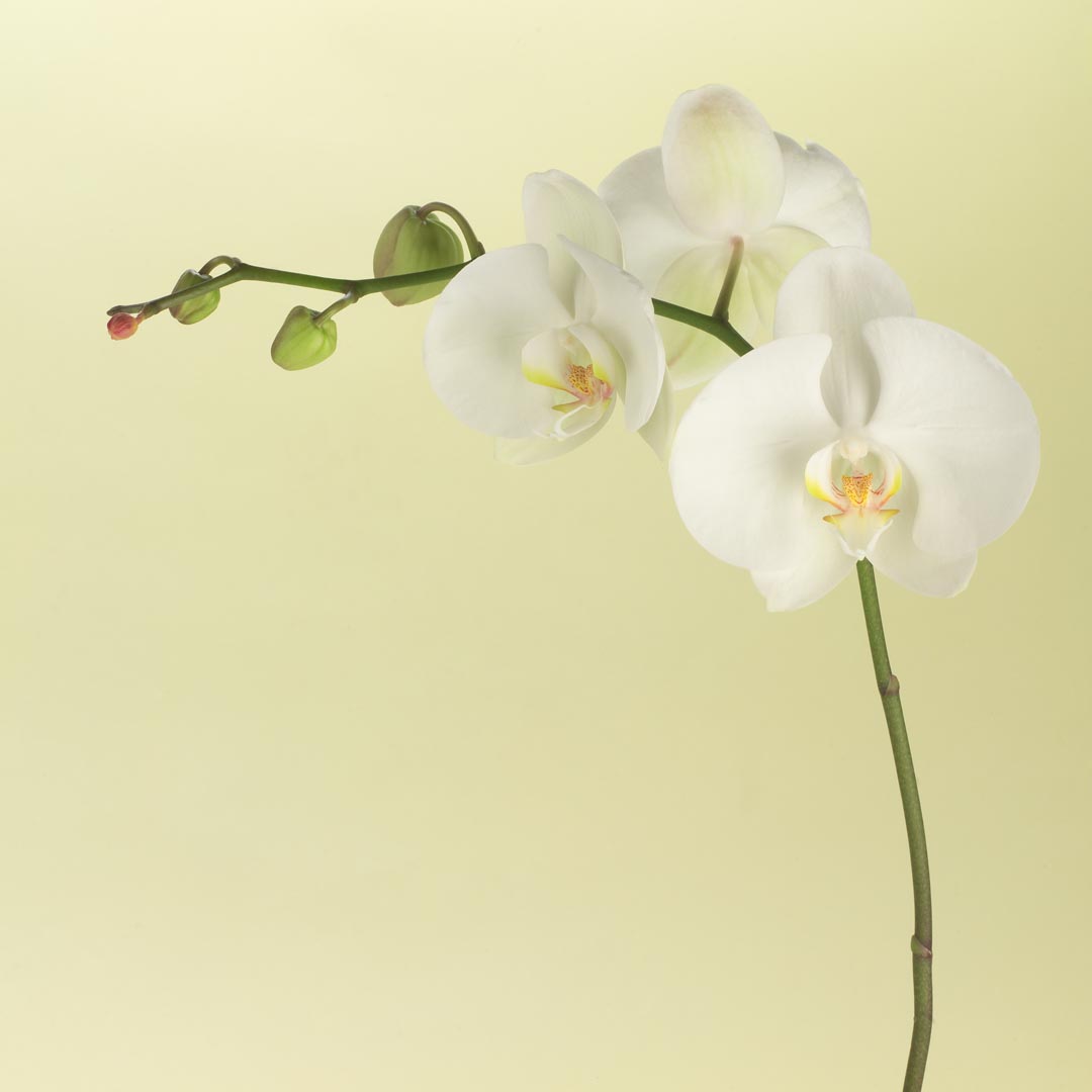 Фотообои белая орхидея на бежевом фоне