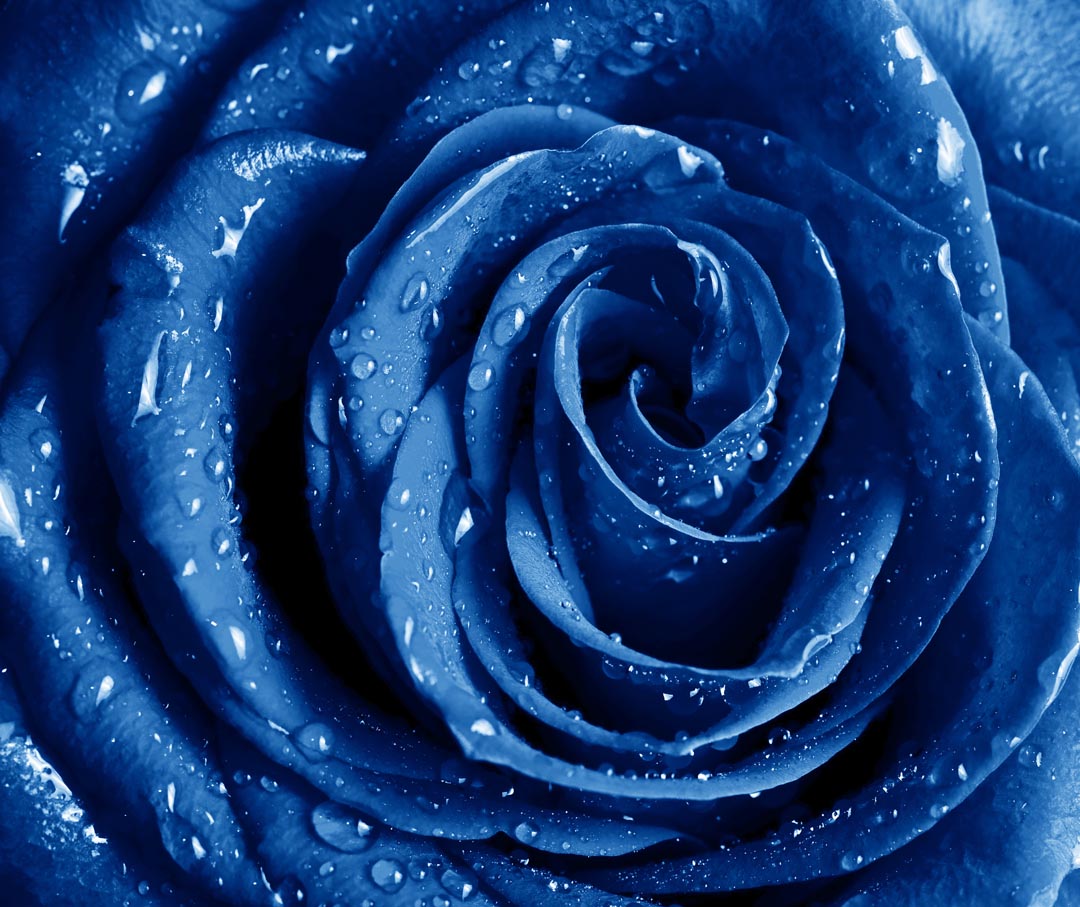 Фотообои синяя роза с каплями