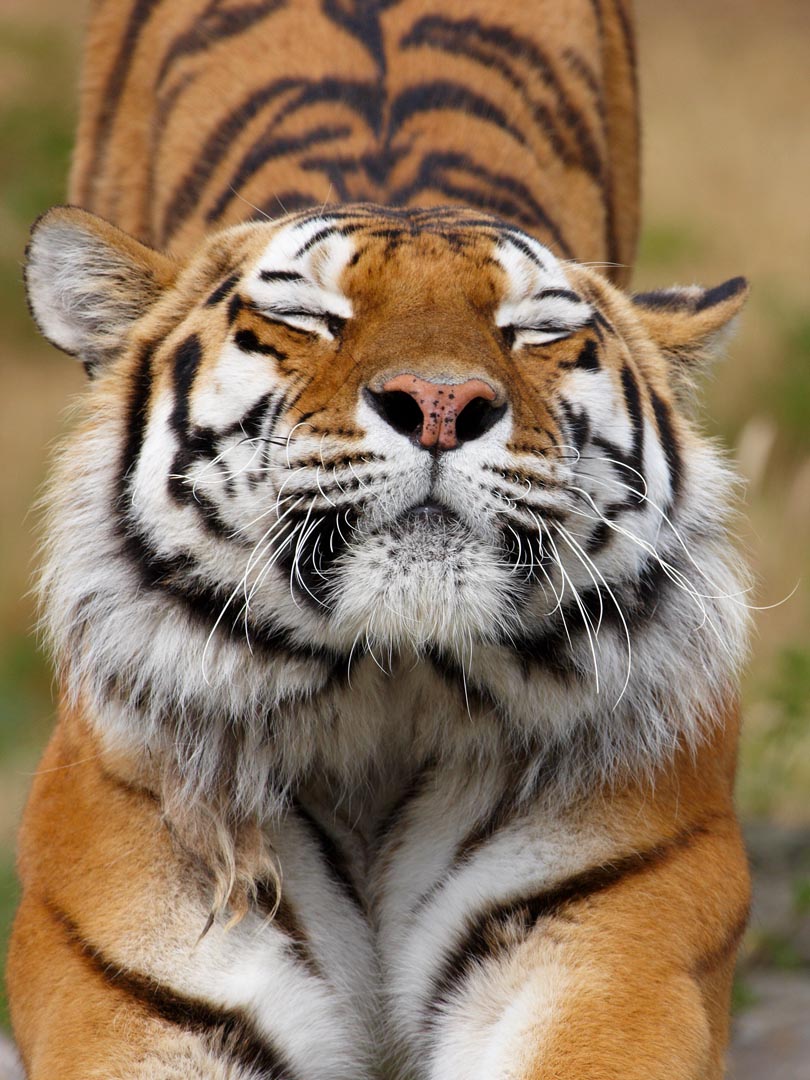 Фотообои тигр потягивается