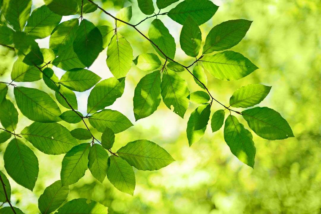 Фотообои зеленые листья на дереве