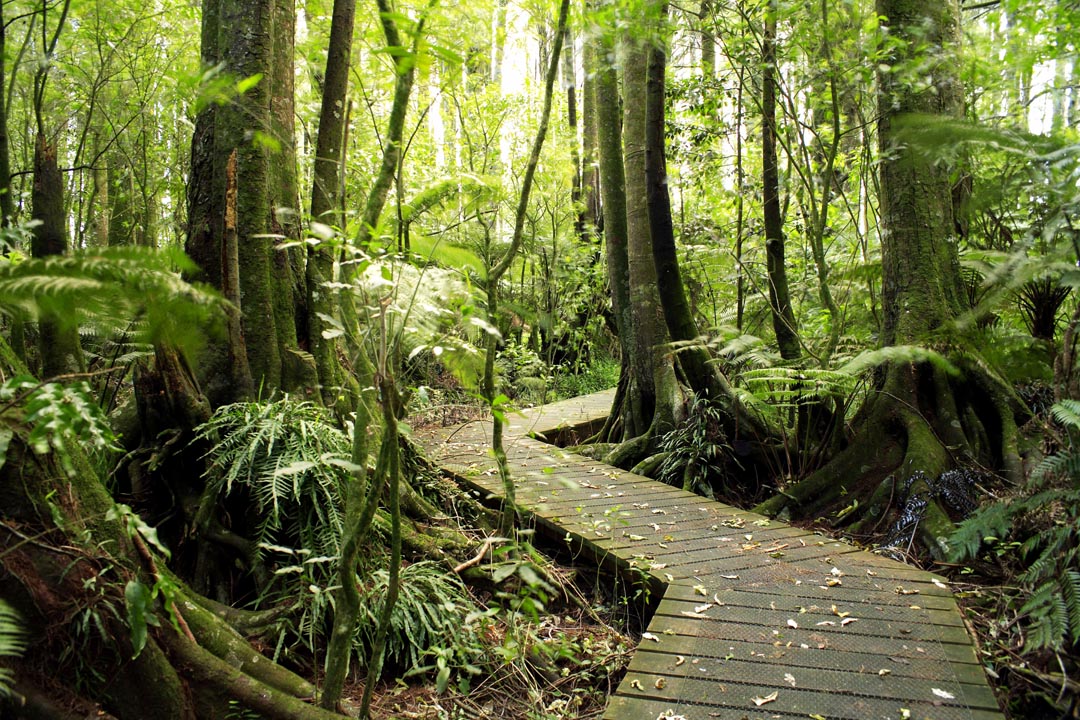 Фотообои деревянная дорожка в лесу