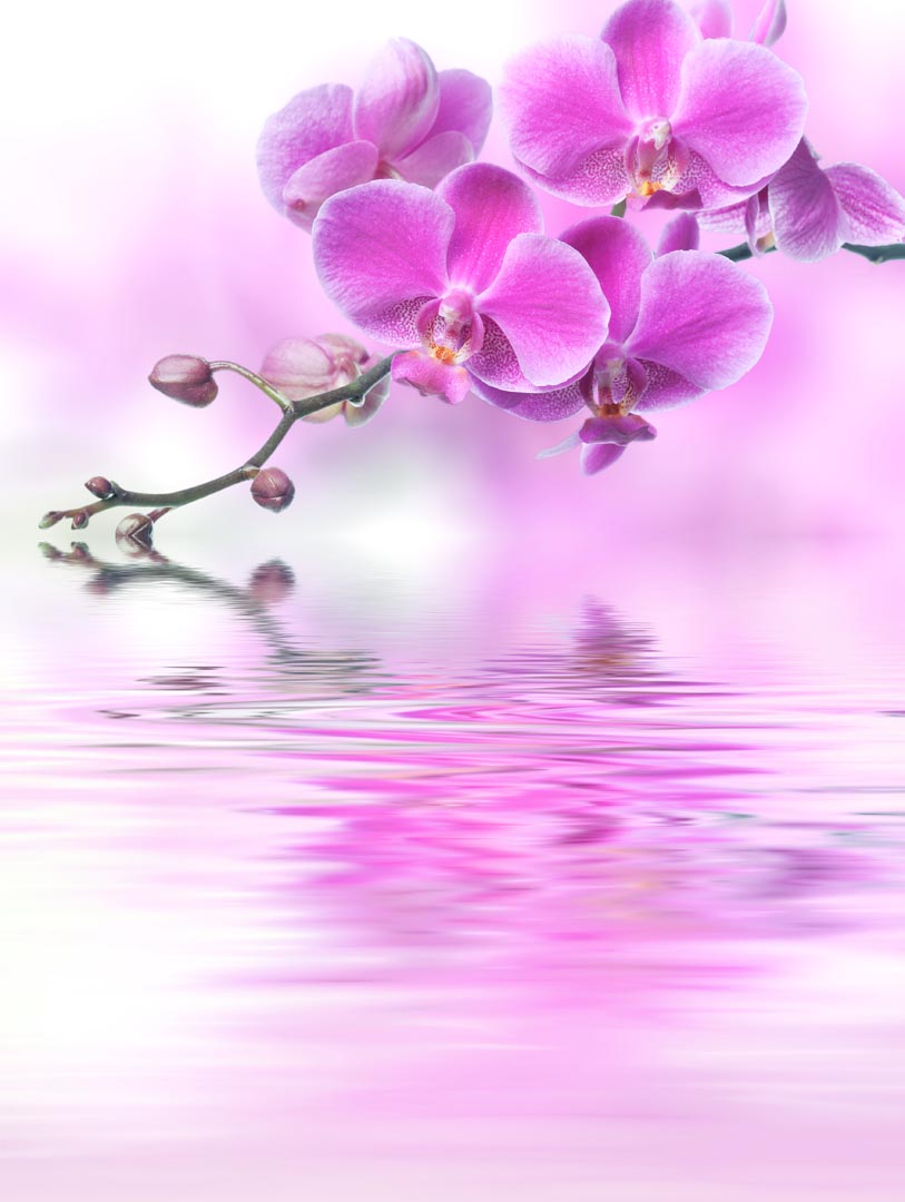 Фотообои розовая орхидея над водой