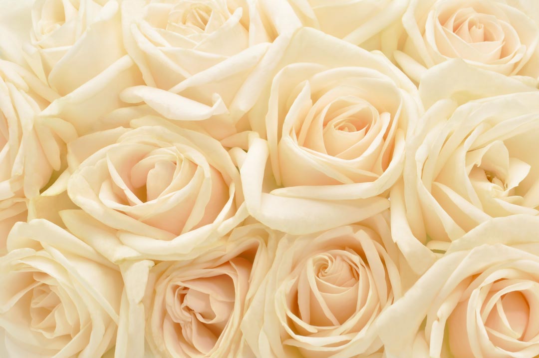 Фотообои кремовые розы