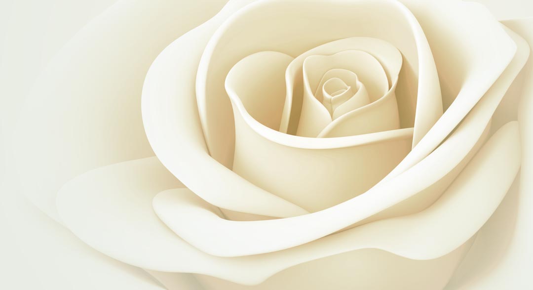 Фотообои белая роза