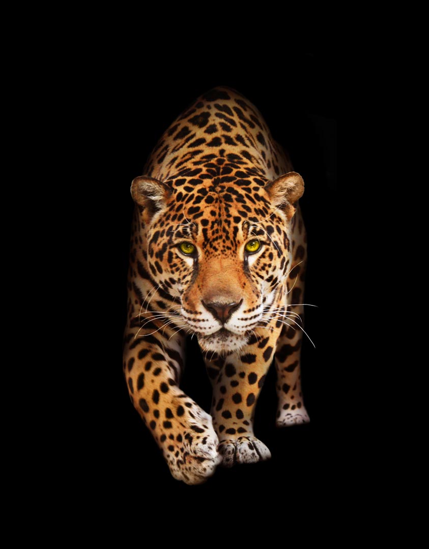 Фотообои леопард