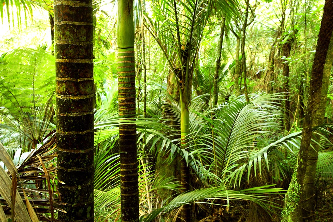 Фотообои тропические пальмы