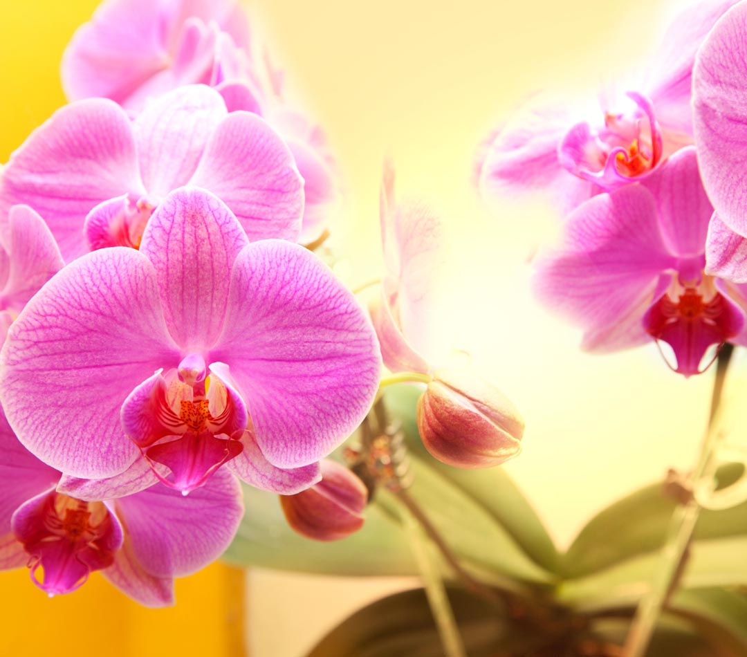 Фотообои розовые орхидеи на желтом фоне