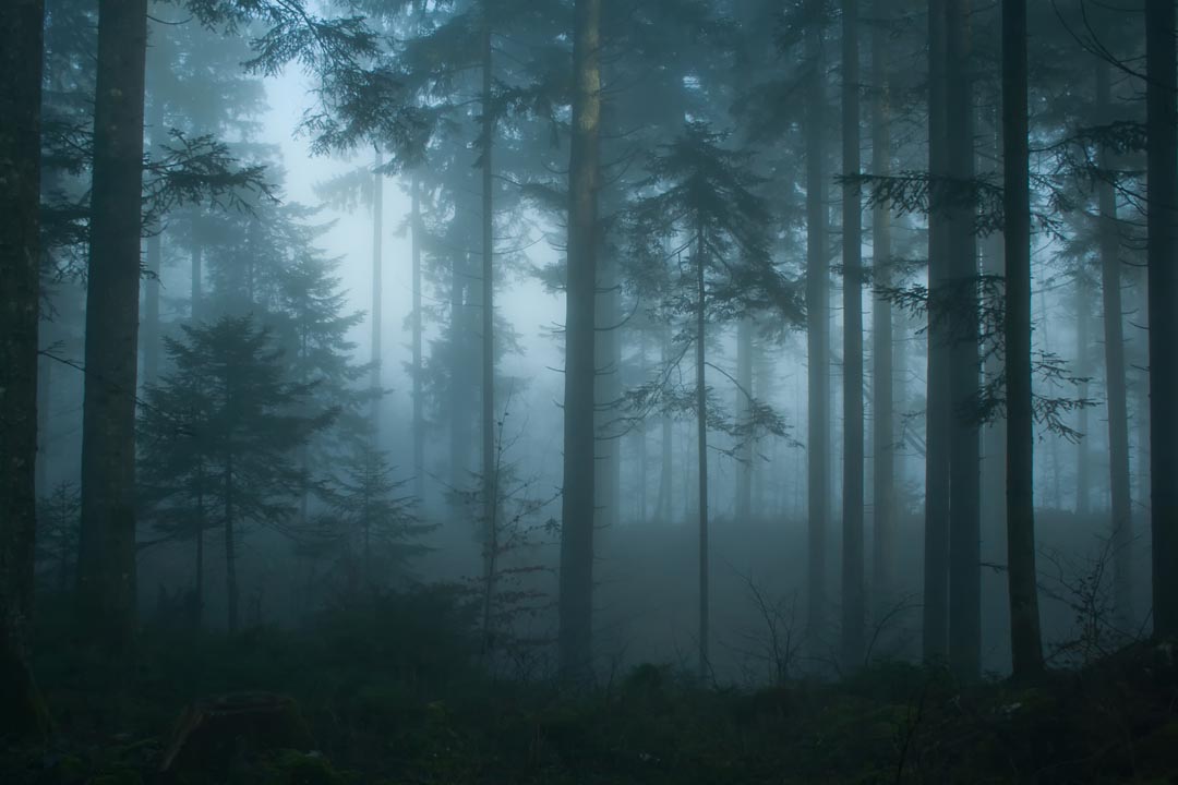 Фотообои темный лес