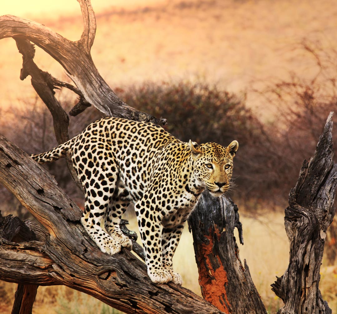 Фотообои леопард на ветке