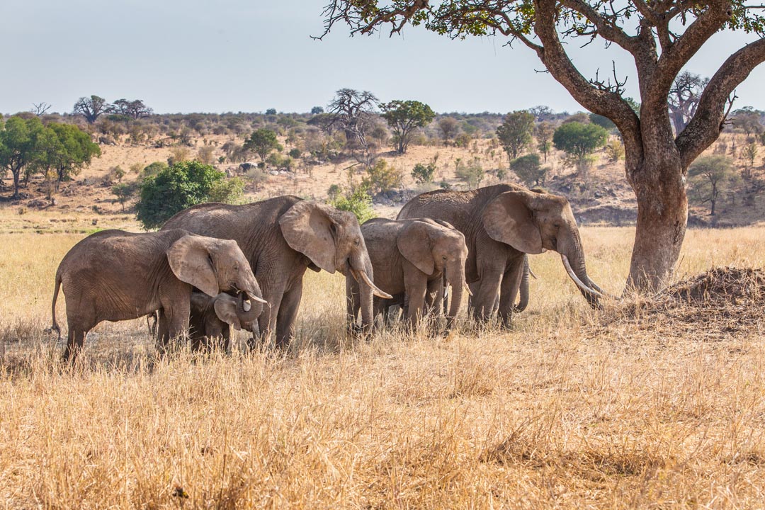 Фотообои слоны и слонята