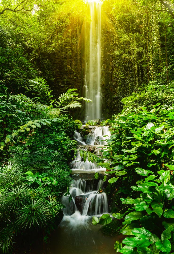 Фотообои водопад и лес