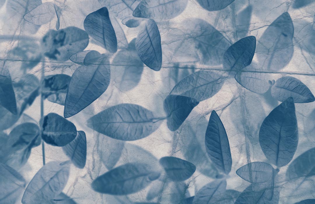 Фотообои серо-голубые листья