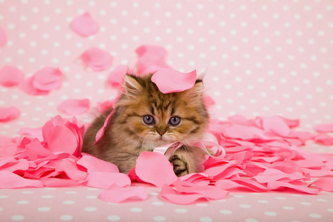 Фотообои котёнок в лепестках роз