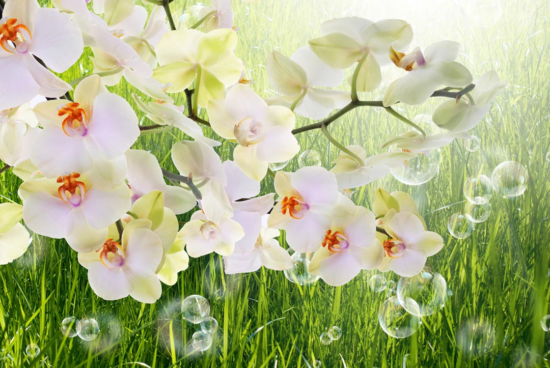Фотообои белая орхидея на фоне травы
