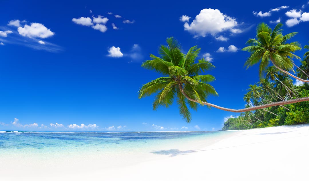 Фотообои Пальмы, море и белый песок