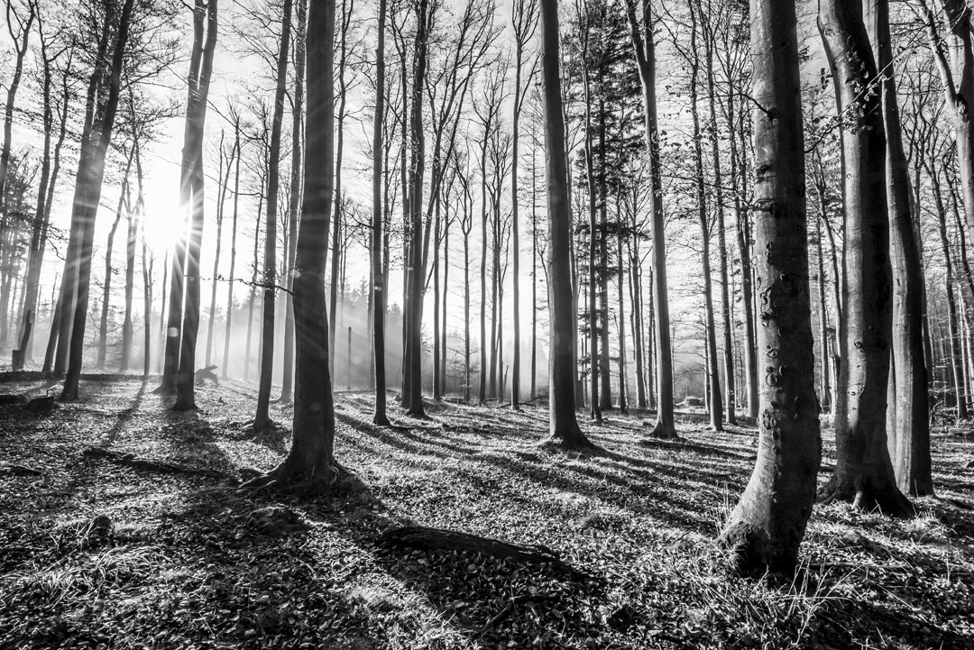 Фотообои серый лес