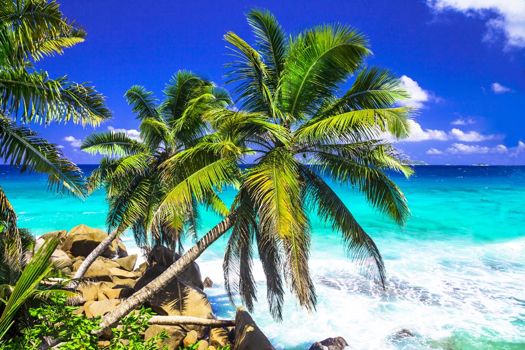 Фотообои две пальмы над голубым морем