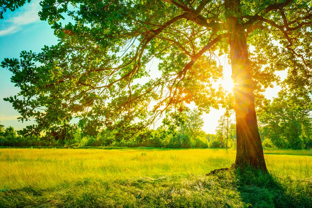 Фотообои солнце из-за дерева