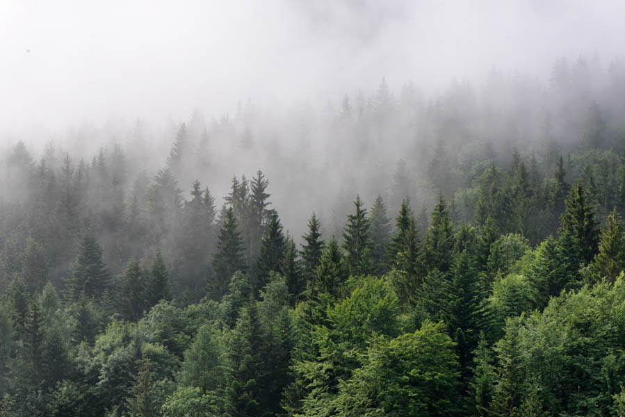 Фотообои туман и лес