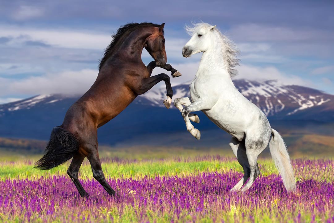Фотообои белая и черная лошадь