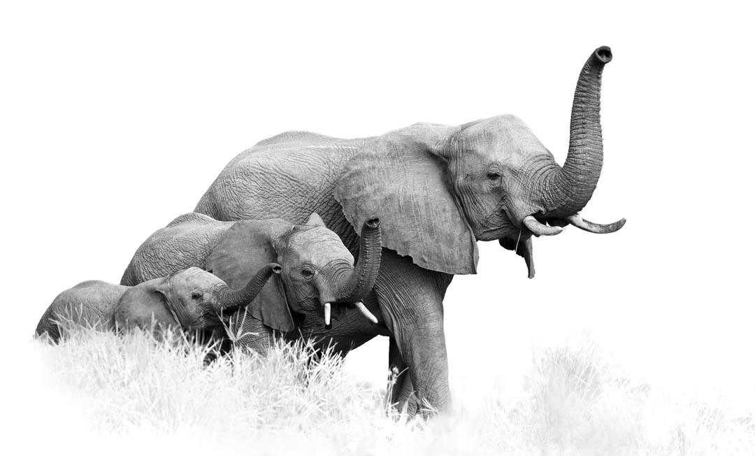 Фотообои семья слонов