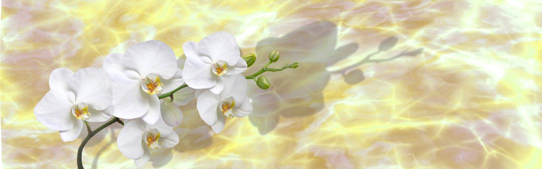 Фотообои белые орхидеи на  желтом фоне