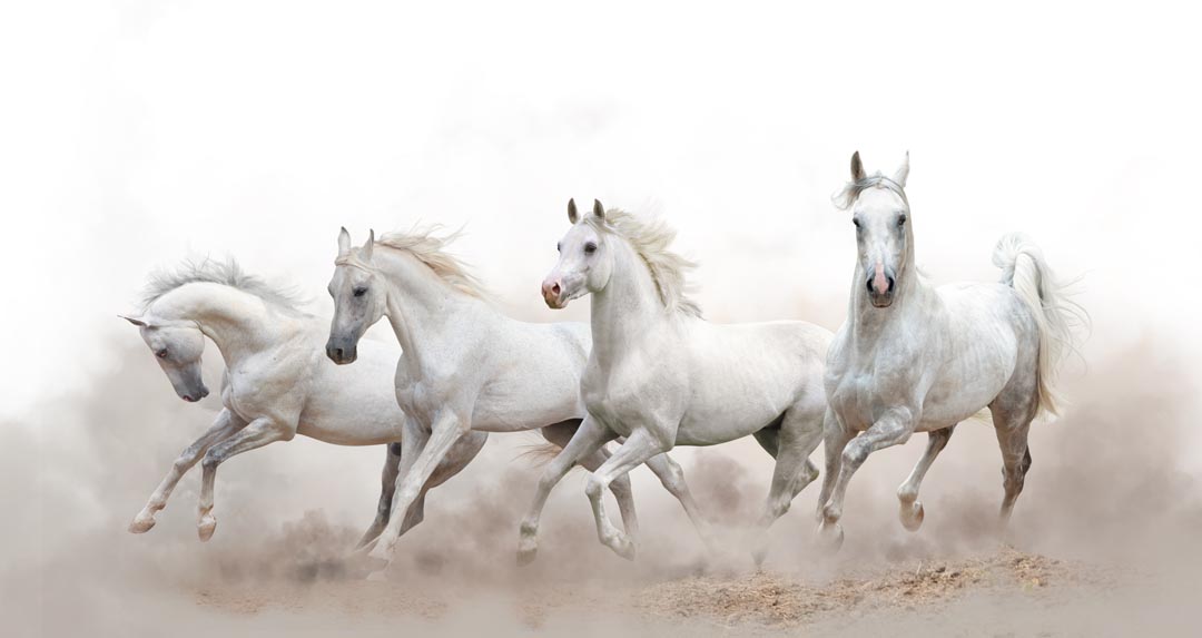 Фотообои четыре белые лошади